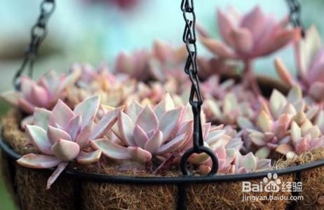 春季是白殿疯的高发季节