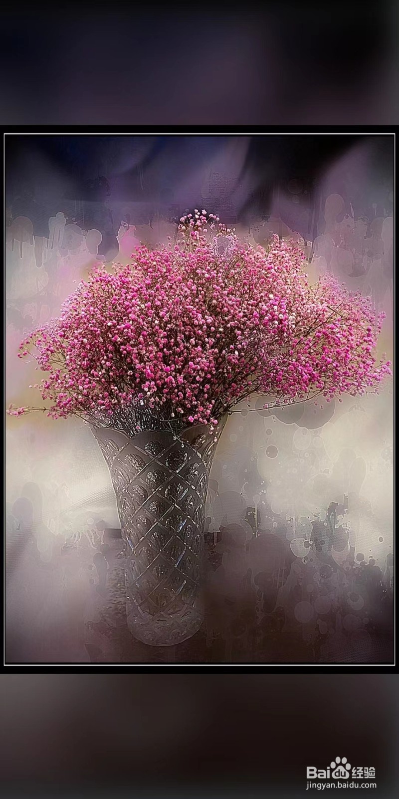 种满天星的种子需要注意什么