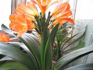 如何防止君子兰“夹箭”?