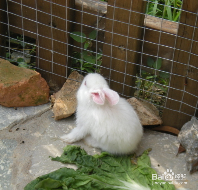 怎么养兔子，可爱的兔兔哟