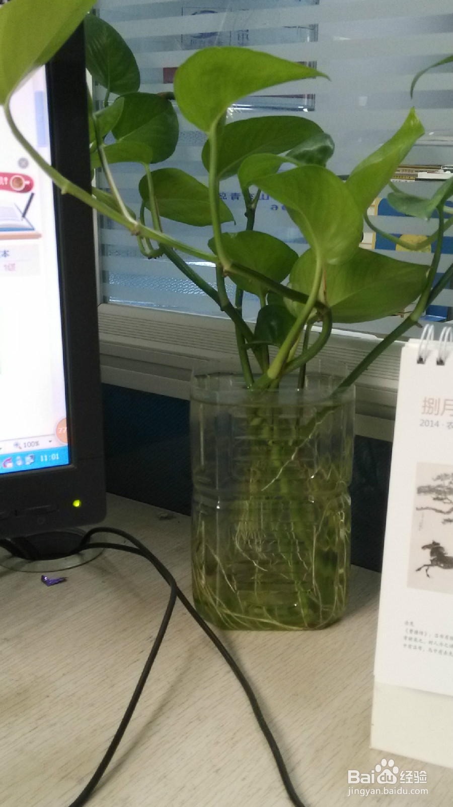 实用生活水培绿萝