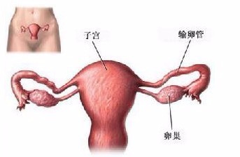 <b>如何保养卵巢子宫</b>