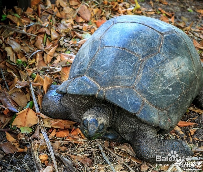 塞舌尔旅游攻略.