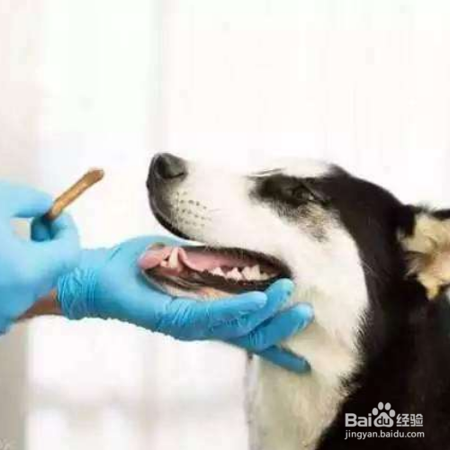 给狗狗驱虫有哪些误区