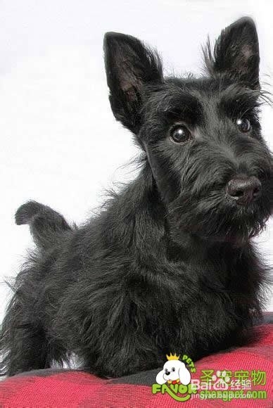 给宠物狗做绝育手术应当注意哪些事项 百度经验