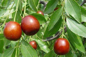 秋天女人最应该吃的水果