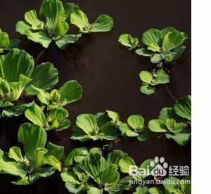 不打氧怎样养金鱼