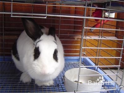 怎样养小兔子