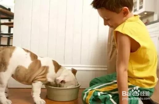 狗狗挑食的根源及解决办法