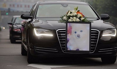 学宠物美容培训时间