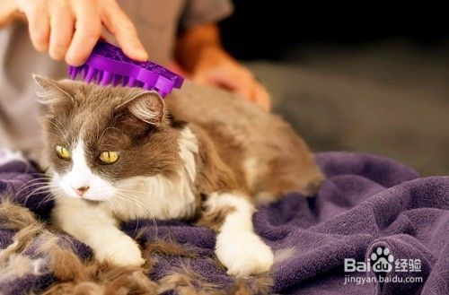 猫咪清洁毛发的技巧!