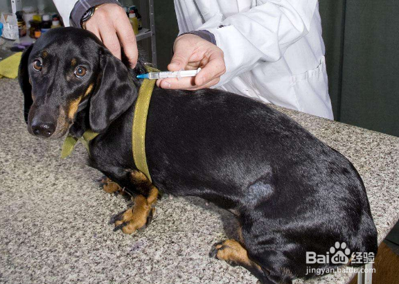 <b>狗狗打疫苗时需要注意什么</b>