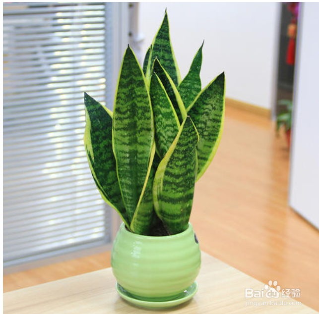 装修后可以选择那些植物放室内