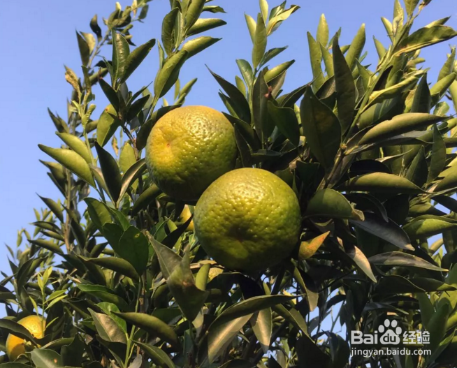 怎样区别新会圈枝柑与驳枝（嫁接）柑