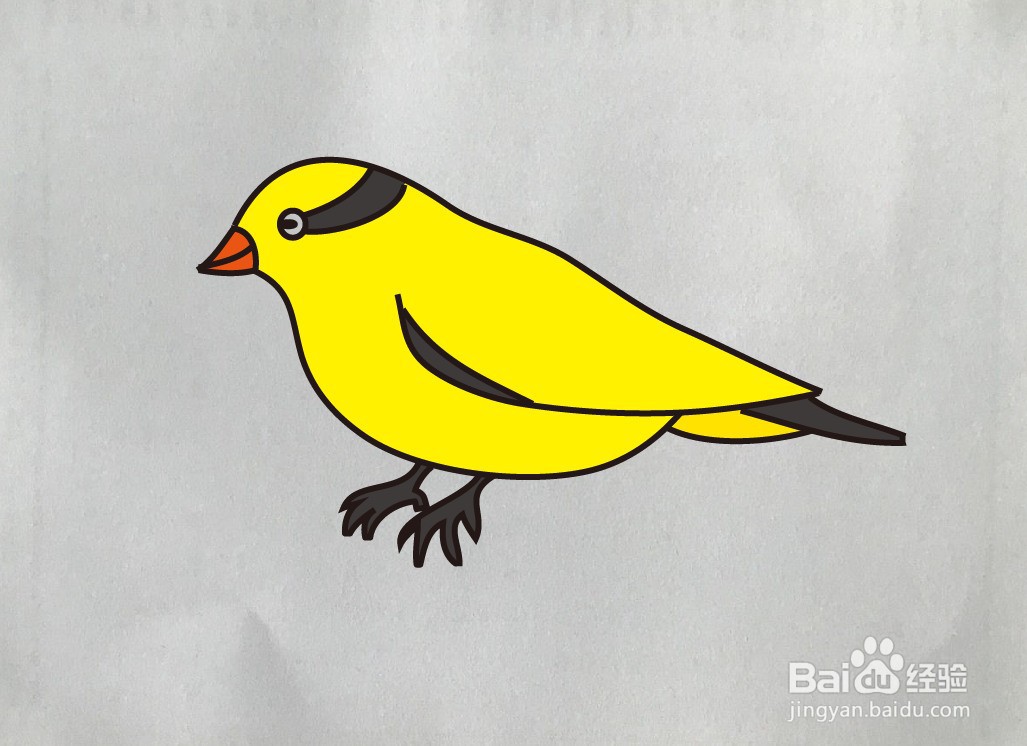 黄鹂鸟的画法简笔画图片