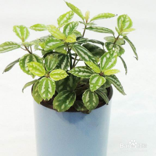 冷水花怎么养？