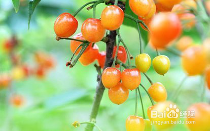 怀孕期间吃什么水果最好