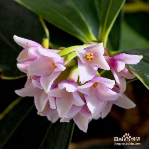 冬天金边瑞香怎么养？