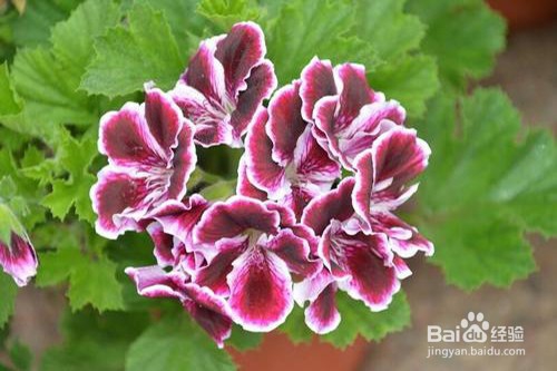 香叶天竺葵怎么养