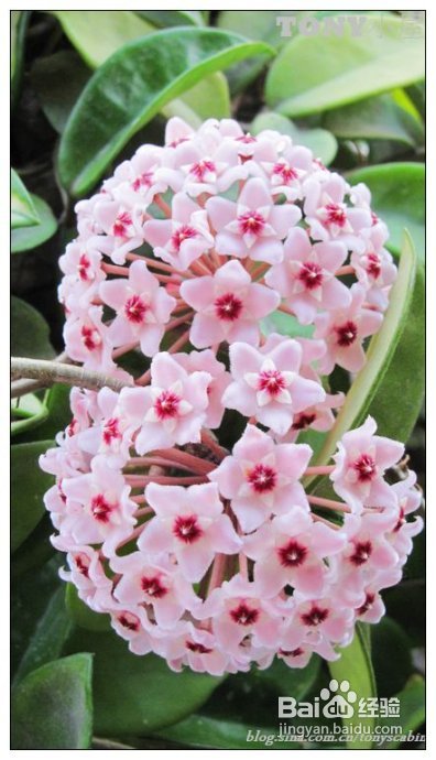 江南盛夏必吃的甜品--懒人也能搞定的甜酒酿