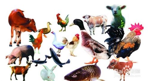 要始终小心食物的热量,在膳食中应减少些肥肉,增加点鱼和家禽.