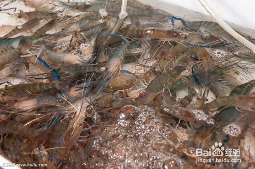 对于日本囊对虾的收获与活虾运输方法