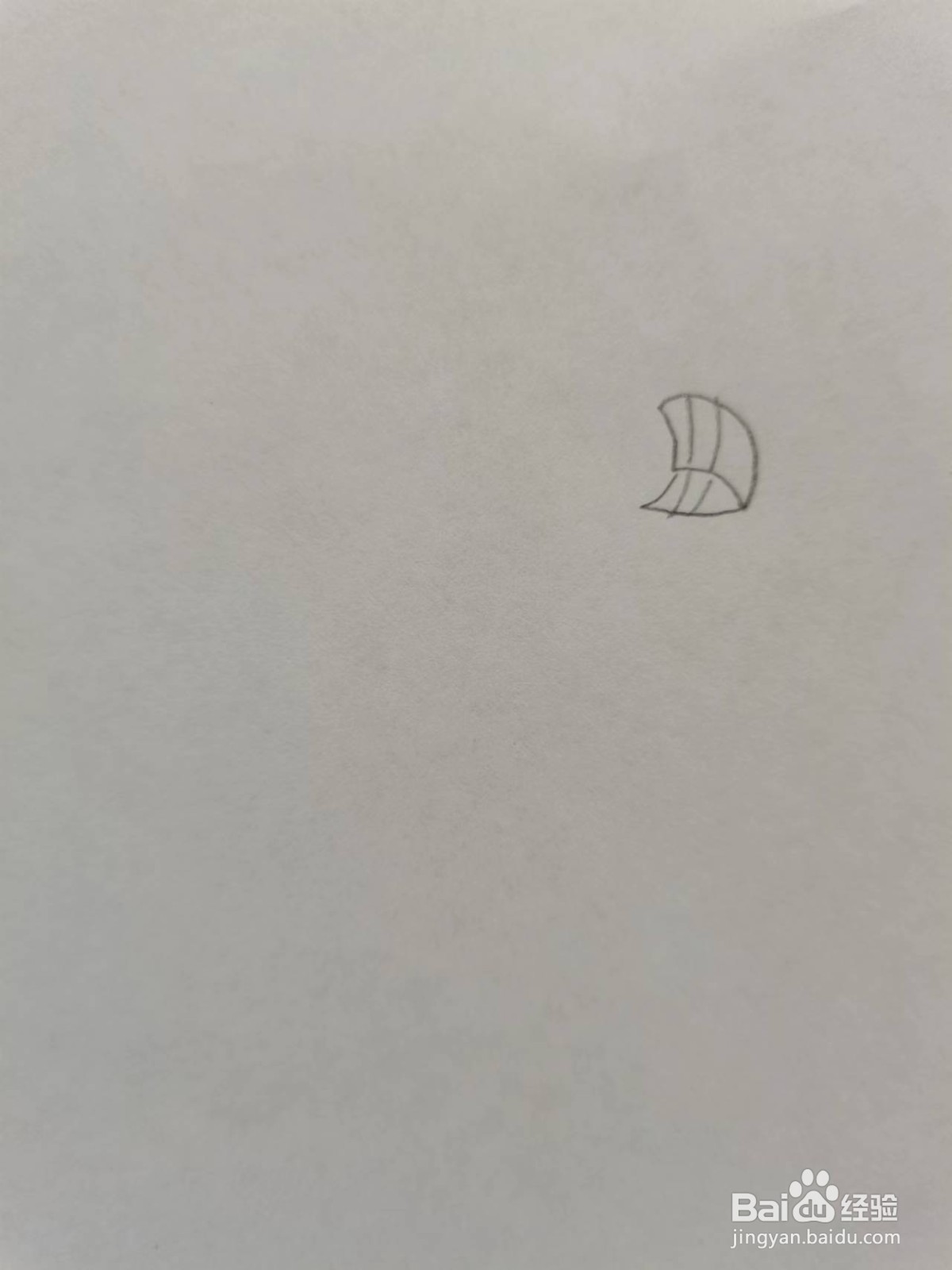 扁嘴海雀怎么画