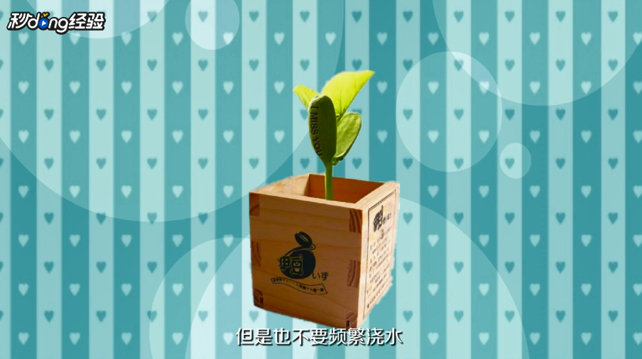 魔豆的种植方法是什么?