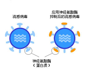 可威奥司他韦——捆住魔鬼的脚