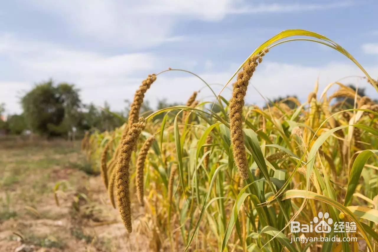 河姆渡人和半坡居民的不同