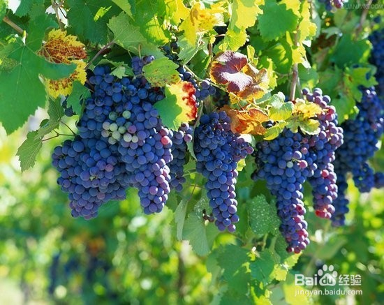 如何要信靠上帝