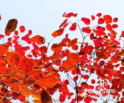 2012巫山红叶节往返五日游