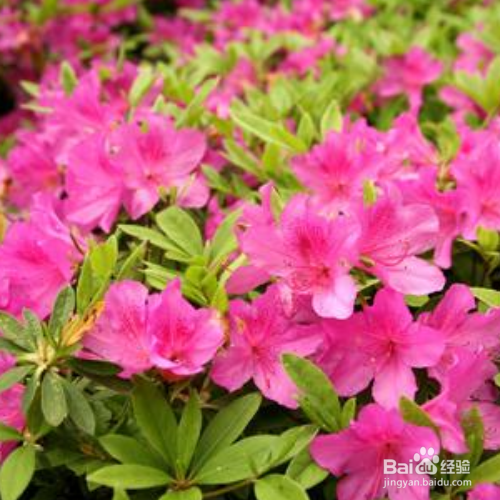 杜鹃花叶子发黑发焦