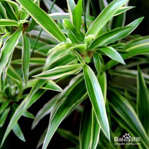 吊兰叶尖发黑干枯怎么处理