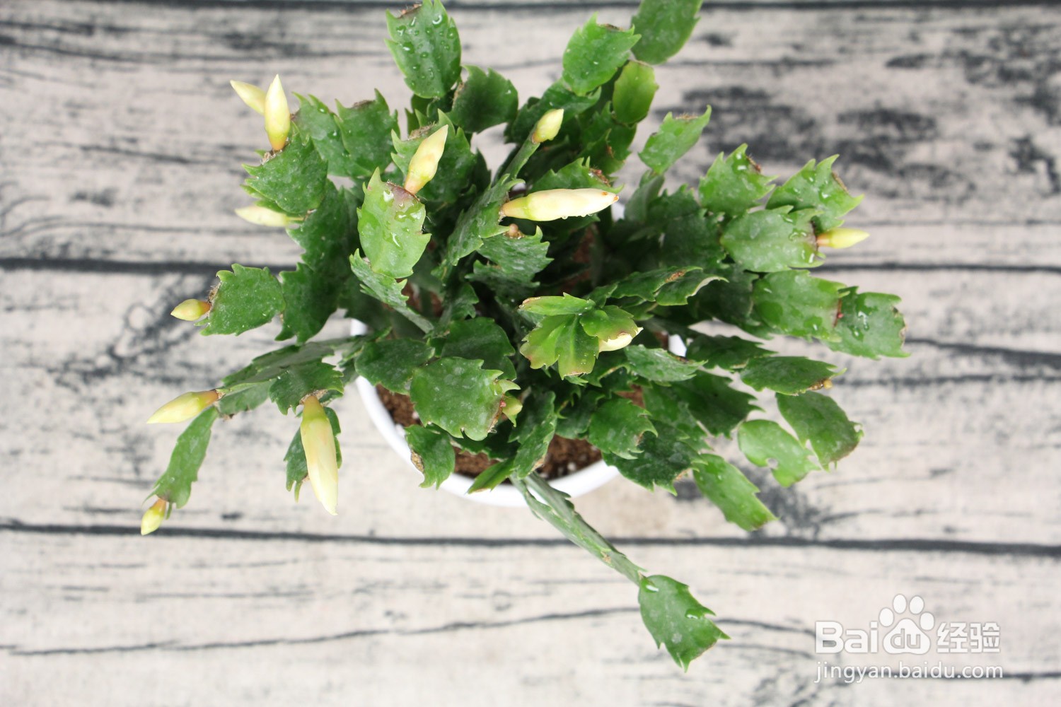 蟹爪莲繁殖方法