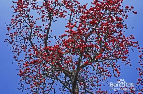 如何晒木棉花 百度经验
