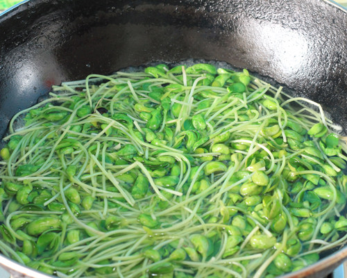 黑豆苗炒肉丝的做法，看完你就知道！