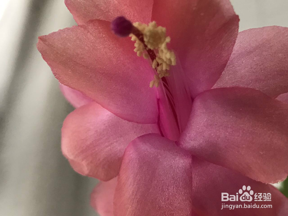 蟹爪兰的养护方法