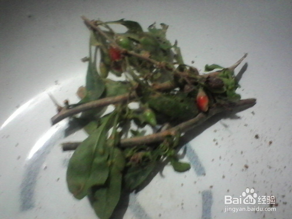 折纸剪贴画：[7]花花世界