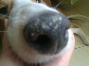 怎么知道狗狗生病了