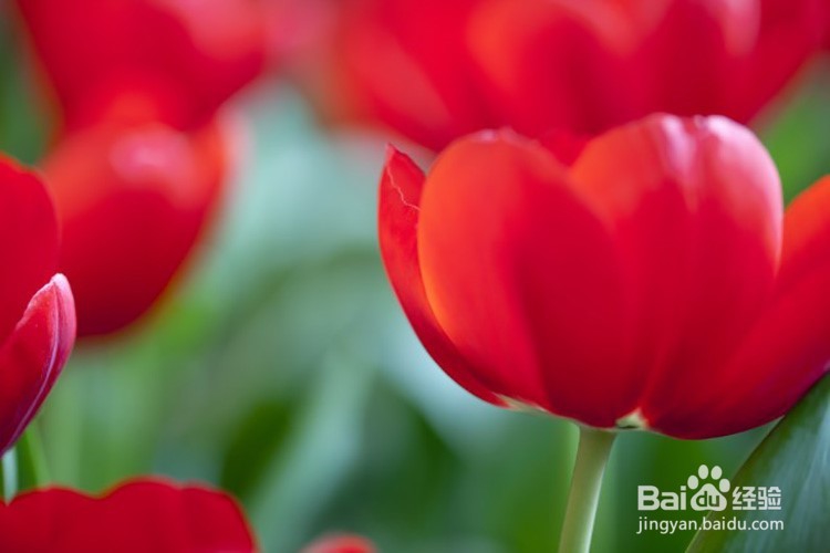 运动会摄影技巧和方法