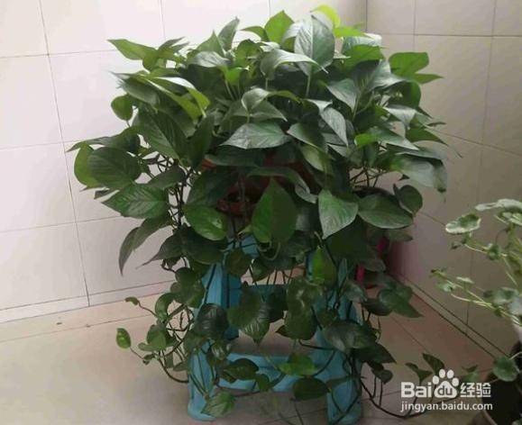 绿萝怎么养殖长得茂盛