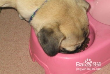 蝴蝶犬吃营养膏吗