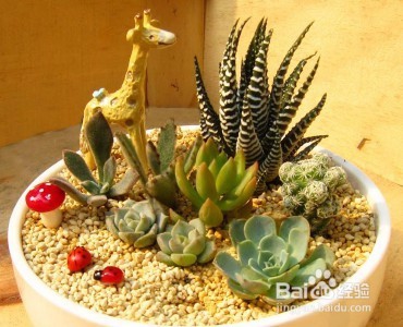 三分钟速成之最美多肉