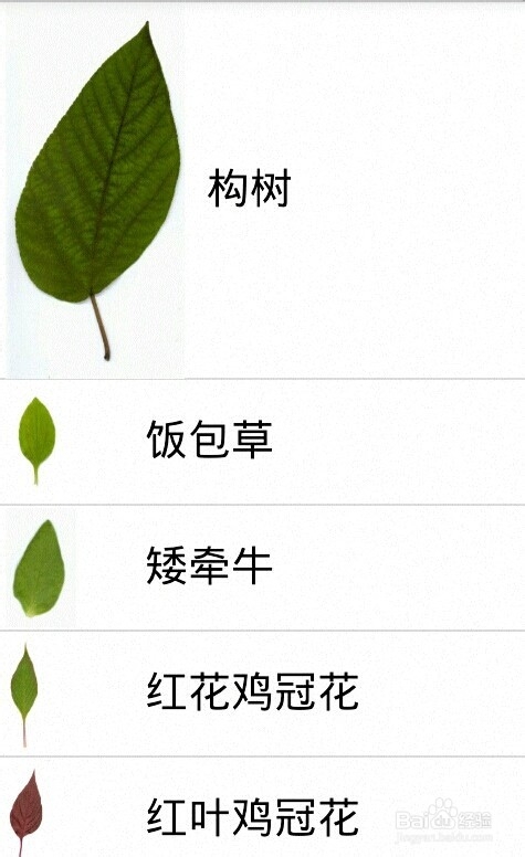 如何根据图片照片识别植物名称?