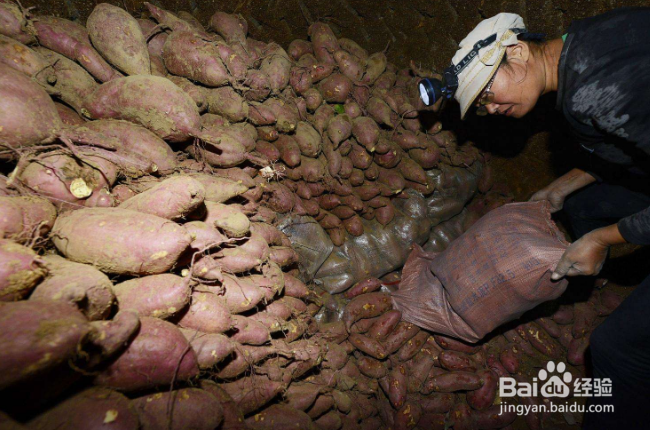 返蜜地瓜和返蜜红薯薯的区别是什么？