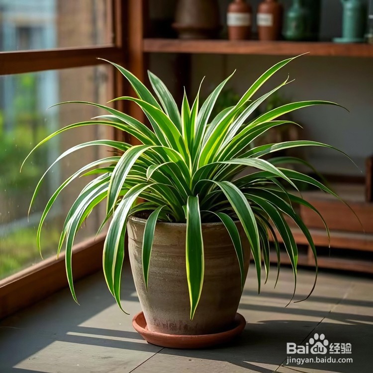 办公桌摆放什么绿植好?