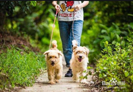 狗不见了怎么办