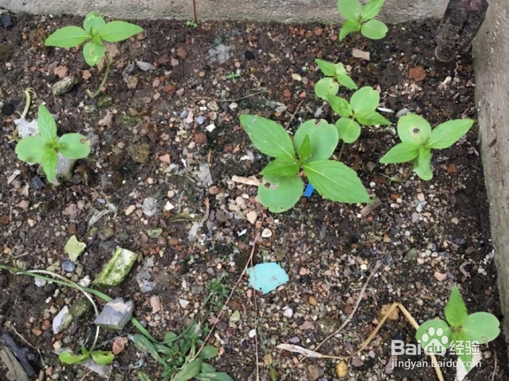 你知道适合春天播种的花有哪些吗