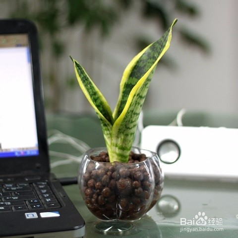 多肉植物的繁殖方法有哪些